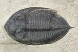 Bargain, Zlichovaspis Trilobite - Atchana, Morocco #119864-3